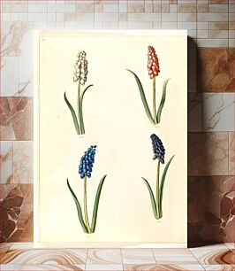 Πίνακας, Muscari botryoides (common pearl hyacinth) by Maria Sibylla Merian