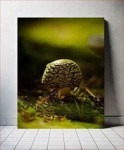 Πίνακας, Mushroom in Forest Μανιτάρι στο Δάσος
