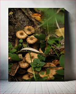 Πίνακας, Mushrooms and Foliage in the Forest Μανιτάρια και Φύλλωμα στο Δάσος