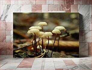 Πίνακας, Mushrooms in the Forest Μανιτάρια στο Δάσος