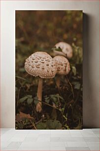 Πίνακας, Mushrooms in the Forest Μανιτάρια στο Δάσος