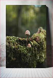 Πίνακας, Mushrooms in the Forest Μανιτάρια στο Δάσος