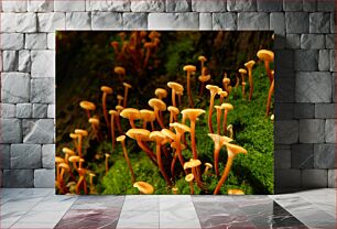 Πίνακας, Mushrooms on Moss Μανιτάρια σε βρύα