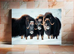 Πίνακας, Musk Oxen in Snow Μοσχοβόδια στο χιόνι