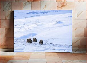 Πίνακας, Musk Oxen in Snowy Landscape Μόσχος βόδια σε χιονισμένο τοπίο