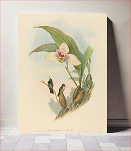 Πίνακας, Myiabeillia typica (Abeille's Hummingbird) by John Gould (1804–1881) and Henry Constantine Richter (1821-1902)