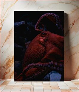Πίνακας, Mysterious Red Octopus Μυστήριο κόκκινο χταπόδι