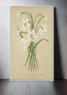 Πίνακας, Narcissus, Plate 12 from A. C. Van Eeden's "Flora of Haarlem"