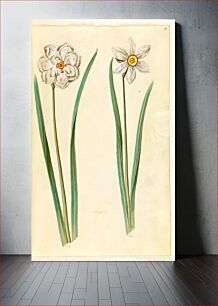 Πίνακας, Narcissus poeticus (Prison lily) by Maria Sibylla Merian