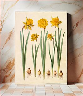 Πίνακας, Narcissus pseudonarcissus by Maria Sibylla Merian