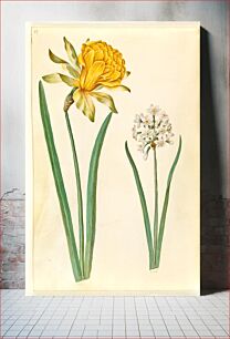 Πίνακας, Narcissus pseudonarcissus (daffodil);Narcissus tazetta (tazet) by Maria Sibylla Merian