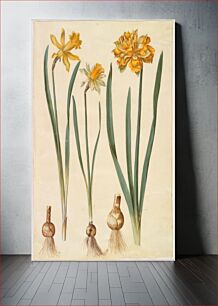 Πίνακας, Narcissus pseudonarcissus major (large daffodil);Narcissus pseudonarcissus bicolor (two-colored daffodil);Narcissus pseudonarcissus by Maria Sibylla Merian