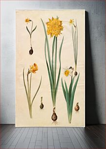 Πίνακας, Narcissus pseudonarcissus minor;Narcissus pseudonarcissus (daffodil);Narcissus ×tenuior;Narcissus bulbocodium (crinoline narcissus);Narcissus pseudonarcissus bicolor (two-colored daffodil) by Maria Sibylla Meria