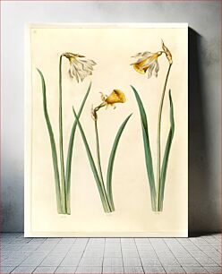 Πίνακας, Narcissus pseudonarcissus moschatus (musk narcissus);Narcissus bulbocodium (crinoline narcissus);Narcissus pseudonarcissus (daffodil) by Maria Sibylla Merian