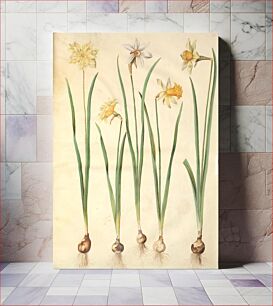 Πίνακας, Narcissus pseudonarcissus;Narcissus poeticus (Prison lily);Narcissus ×incomparabilis (garden narcissus) by Maria Sibylla Merian