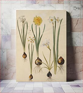 Πίνακας, Narcissus tazetta (tazet);Narcissus pseudonarcissus (daffodil);Zephyranthes atamasca (zephyr flower);Narcissus?×incomparabilis (garden daffodil) by Maria Sibylla Merian