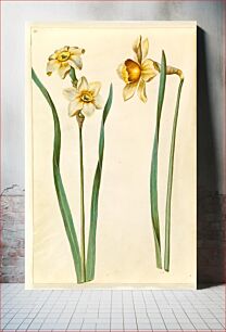 Πίνακας, Narcissus ×medioluteus (two-flowered narcissus);Narcissus ×incomparabilis (garden narcissus) by Maria Sibylla Merian