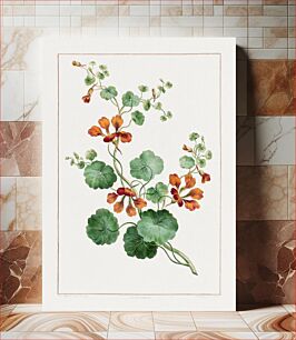 Πίνακας, Nasturtium (1788) in high resolution by John Edwards