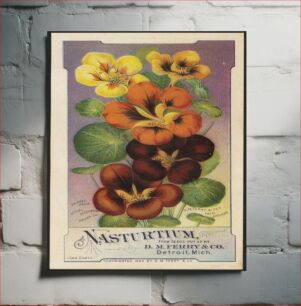 Πίνακας, Nasturtium, from seeds put up by D. M. Ferry & Co., Detroit, Mich