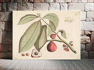 Πίνακας, Nati-schambu from Hortus Indicus Malabaricus (Vol. 2)