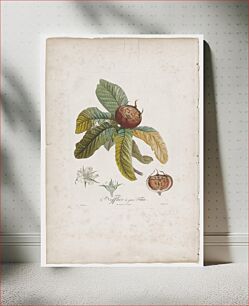 Πίνακας, Nefflier à gros Fruit