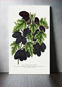 Πίνακας, New American Mulberry lithograph