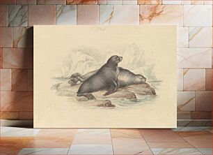 Πίνακας, New Zealand Fur Seal or Southern Fur Seal