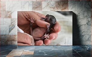 Πίνακας, Newborn Animal in Hand Νεογέννητο ζώο στο χέρι