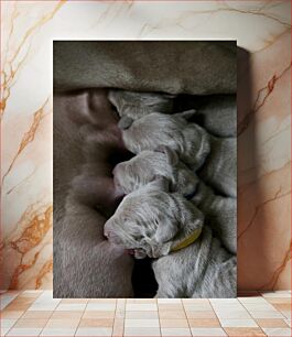 Πίνακας, Newborn Puppies Nursing Νοσηλευτικά νεογέννητα κουτάβια