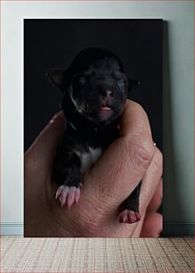 Πίνακας, Newborn Puppy in Hand Νεογέννητο κουτάβι στο χέρι