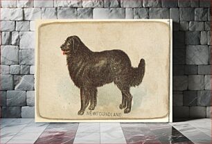 Πίνακας, Newfoundland, from the Dogs of the World series for Old Judge Cigarettes