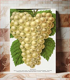 Πίνακας, Niagara Grape lithograph from Botanical Specimen published by Rochester Lithographing and Printing Company