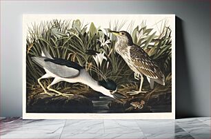Πίνακας, Night Heron, or Qua bird from Birds of America (1827) by John James Audubon, etched by William Home Lizars