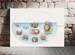 Πίνακας, Nine Crabs (1575–1580) by Joris Hoefnagel