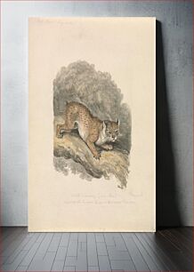 Πίνακας, North American Lynx