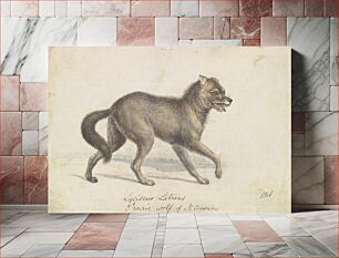 Πίνακας, North American Prairie Wolf by Charles Hamilton Smith