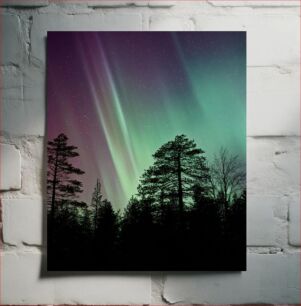 Πίνακας, Northern Lights Over Pine Forest Βόρειο Σέλας πάνω από Πευκόδασος