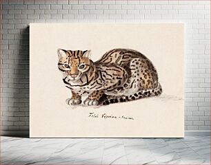 Πίνακας, Northern tiger cat, 1829