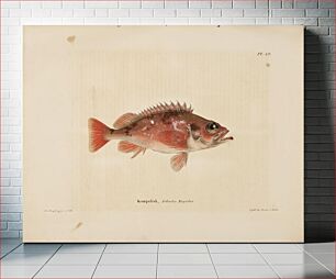 Πίνακας, Norway redfish, 1836 - 1857, Wilhelm von Wright