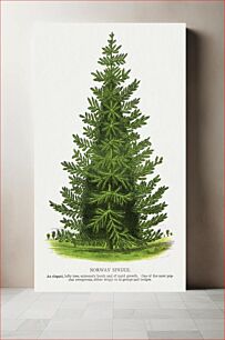 Πίνακας, Norway Spruce tree lithograph from Botanical Specimen published by Rochester Lithographing and Printing Company