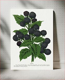Πίνακας, Ohio black raspberry lithograph
