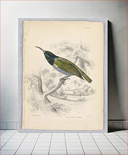 Πίνακας, Olive-Backed Sunbird, Plate 16 from Birds of Western Africa, William Home Lizars