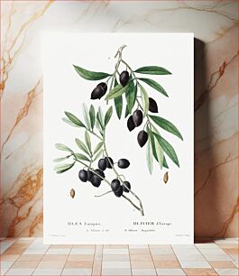 Πίνακας, Olive (Olea europaea) from Traité des Arbres et Arbustes que l’on cultive en France en pleine terre (1801–1819) by Pierre-Joseph Redouté. Ori