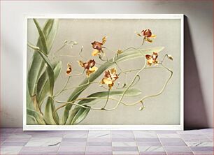 Πίνακας, Oncidium loxense from Reichenbachia Orchids (1888-1894) illustrated by Frederick Sander (1847-1920)