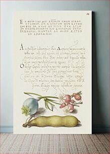 Πίνακας, Opium Poppy, Bladder Campion, and Broad Bean from Mira Calligraphiae Monumenta or The Model Book of Calligraphy (1561–1596) by Georg Bocskay and Joris Hoefnagel