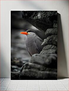 Πίνακας, Orange-beaked Bird Among Rocks Πουλί με πορτοκαλί ράμφος ανάμεσα σε βράχους