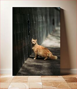 Πίνακας, Orange Cat Against a Wall Πορτοκαλί γάτα ενάντια σε έναν τοίχο