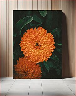 Πίνακας, Orange Chrysanthemum Blooms Ανθίζει πορτοκαλί χρυσάνθεμο