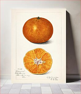 Πίνακας, Orange (Citrus Sinensis) (1916) by Amanda Almira Newton
