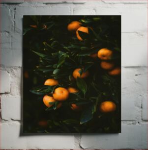 Πίνακας, Orange Fruits on Tree Πορτοκαλί Φρούτα σε Δέντρο